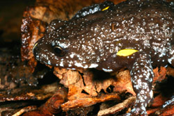 Dendy's Toadlet (Pseudophryne dendyi) Copyright Amphibian Research Centre.