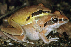 Bridled Frog (Litoria nigrofrenata) Copyright Julian Bentley. Photograph by Julian Bentley.