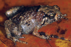 Rattling Nursery Frog (Cophixalus hosmeri) Copyright Julian Bentley. Photograph by Julian Bentley.