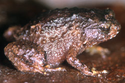 Mount Lewis Nursery Frog (Cophixalus monticola) Copyright Julian Bentley. Photograph by Julian Bentley.