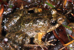 Glauert's Froglet (Crinia glauerti) Copyright Julian Bentley. Photograph by Julian Bentley.