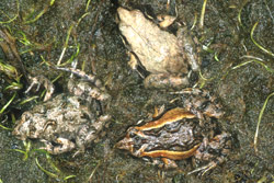 Western Sign-bearing Froglet (Crinia insignifera) Copyright Julian Bentley. Photograph by Julian Bentley.