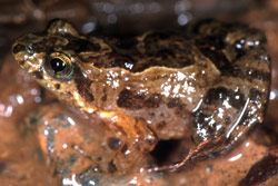Remote Froglet (Crinia remota) Copyright Julian Bentley. Photograph by Julian Bentley.