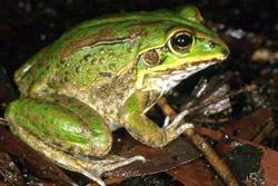 Striped Burrowing Frog (Cyclorana alboguttata) Copyright Julian Bentley. Photograph by Julian Bentley.