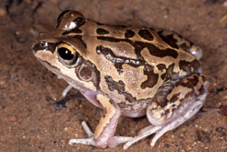 Short-footed Frog (Cyclorana brevipes) Copyright Julian Bentley. Photograph by Julian Bentley.