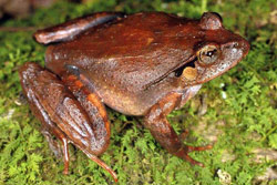 Fletcher's Frog (Lechriodus fletcheri) Copyright Julian Bentley. Photograph by Julian Bentley.