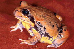 Giant Banjo Frog (Limnodynastes interioris) Copyright Julian Bentley. Photograph by Julian Bentley.