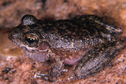 Copland's Rock Frog (Litoria coplandi) Copyright Julian Bentley. Photograph by Julian Bentley.