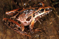 Freycinet's Frog (Litoria freycineti) Copyright Julian Bentley. Photograph by Julian Bentley.