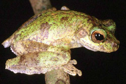 New Guinea Tree Frog (Litoria genimaculata) Copyright Julian Bentley. Photograph by Julian Bentley.
