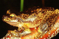 Littlejohn's Tree Frog (Litoria littlejohni) Copyright Julian Bentley. Photograph by Julian Bentley.