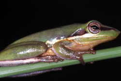 Olongburra Tree Frog (Litoria olongburensis) Copyright Julian Bentley. Photograph by Julian Bentley.