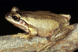 Victorian Frog (Litoria paraewingi) Copyright Julian Bentley. Photograph by Julian Bentley.