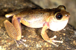 Creek Frog (Litoria rheocola) Copyright Julian Bentley. Photograph by Julian Bentley.