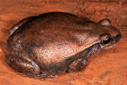 Desert Tree Frog (Litoria rubella) Copyright Julian Bentley. Photograph by Julian Bentley.