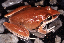 Tornier's Frog (Litoria tornieri) Copyright Julian Bentley. Photograph by Julian Bentley.