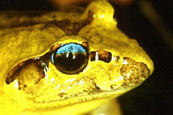 Southern Barred Frog (Mixophyes balbus) Copyright Julian Bentley. Photograph by Julian Bentley.