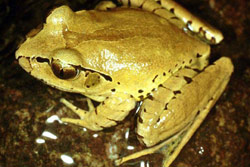 Fleay's Barred Frog (Mixophyes fleayi) Copyright Julian Bentley. Photograph by Julian Bentley.