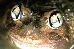 Humming Frog (Neobatrachus pelobatoides) Copyright Julian Bentley. Photograph by Julian Bentley.