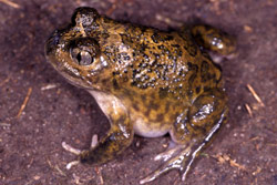 Mallee Spadefoot Toad (Neobatrachus pictus) Copyright Julian Bentley. Photograph by Julian Bentley.