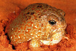 Desert Spadefoot Toad (Notaden nichollsi) Copyright Julian Bentley. Photograph by Julian Bentley.