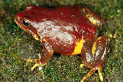 Mountain Frog (Philoria kundagungan) Copyright Julian Bentley. Photograph by Julian Bentley.