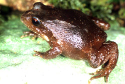 Loveridge's Frog (Philoria loveridgei) Copyright Julian Bentley. Photograph by Julian Bentley.