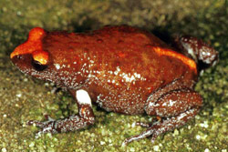Red-crowned Toadlet (Pseudophryne australis) Copyright Julian Bentley. Photograph by Julian Bentley.