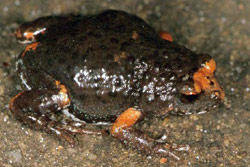 Orange-crowned Toadlet (Pseudophryne occidentalis) Copyright Julian Bentley. Photograph by Julian Bentley.