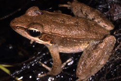 Wood Frog (Rana daemeli) Copyright Julian Bentley. Photograph by Julian Bentley.