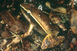Sharp-snouted Torrent Frog (Taudactylus acutirostris) Copyright Julian Bentley. Photograph by Julian Bentley.
