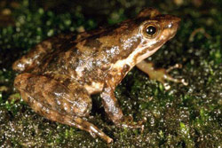 Eungella Torrent Frog (Taudactylus eungellensis) Copyright Julian Bentley. Photograph by Julian Bentley.