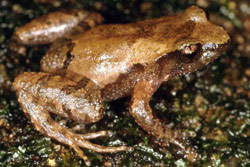 Liem's Frog (Taudactylus liemi) Copyright Julian Bentley. Photograph by Julian Bentley.