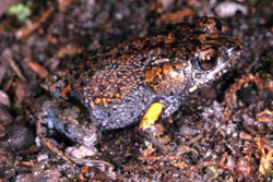 Martin's Toadlet (Uperoleia martini) Copyright Julian Bentley. Photograph by Julian Bentley.