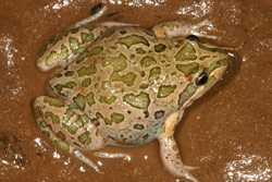 Spotted grass frog Frogs of Australia gt Limnodynastes tasmaniensis Spotted Marsh Frog