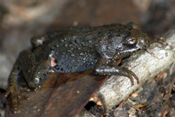 CLY03045. AUS-367 Smooth froglet a small frog that lays