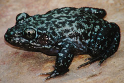 Carpenter Frog (Limnodynastes lignarius) Copyright Scott Eipper. Photograph by Scott Eipper.