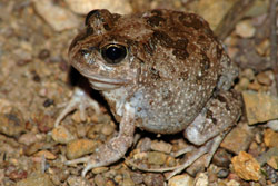 Ornate Burrowing Frog (Opisthodon ornatus) Copyright Scott Eipper. Photograph by Scott Eipper.