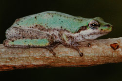 Northern Dwarf Tree Frog (Litoria bicolor) Copyright Scott Eipper. Photograph by Scott Eipper.