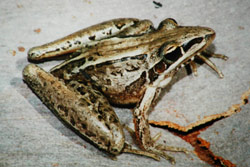Rocket Frog (Litoria nasuta) Copyright Scott Eipper. Photograph by Scott Eipper.