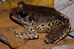 Great Barred Frog (Mixophyes fasciolatus) Copyright Scott Eipper. Photograph by Scott Eipper.