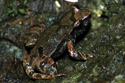 Kroombit tinker frog Frogs of Australia gt Taudactylus pleione Kroombit Tinker Frog