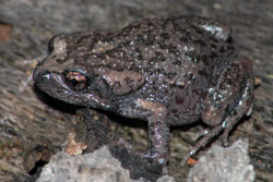 Dusky Toadlet (Uperoleia fusca) Copyright Scott Eipper. Photograph by Scott Eipper.