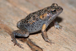 Smooth Toadlet (Uperoleia laevigata) Copyright Scott Eipper. Photograph by Scott Eipper.