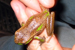 Davies' Tree Frog (Litoria daviesae) Copyright Adrian Mong. Photograph by Adrian Mong.