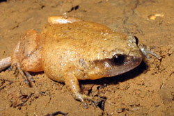Fry's Frog (Austrochaperina fryi) Copyright Evan Pickett. Photograph by Evan Pickett.