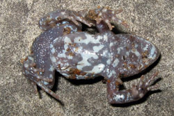 Red-backed Toadlet (Pseudophryne major) from Carnarvon Gorge. Copyright Evan Pickett. Photograph by Evan Pickett.