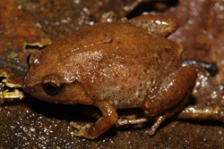 Robust Frog (Austrochaperina robusta) Copyright Nathan Litjens. Photograph by Nathan Litjens.
