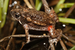 Mimic Toadlet (Uperoleia mimula) Copyright Nathan Litjens. Photograph by Nathan Litjens.