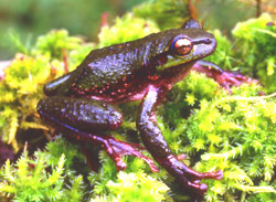 Tasmanian tree frog Frogs of Australia gt Litoria burrowsae Tasmanian Tree Frog
